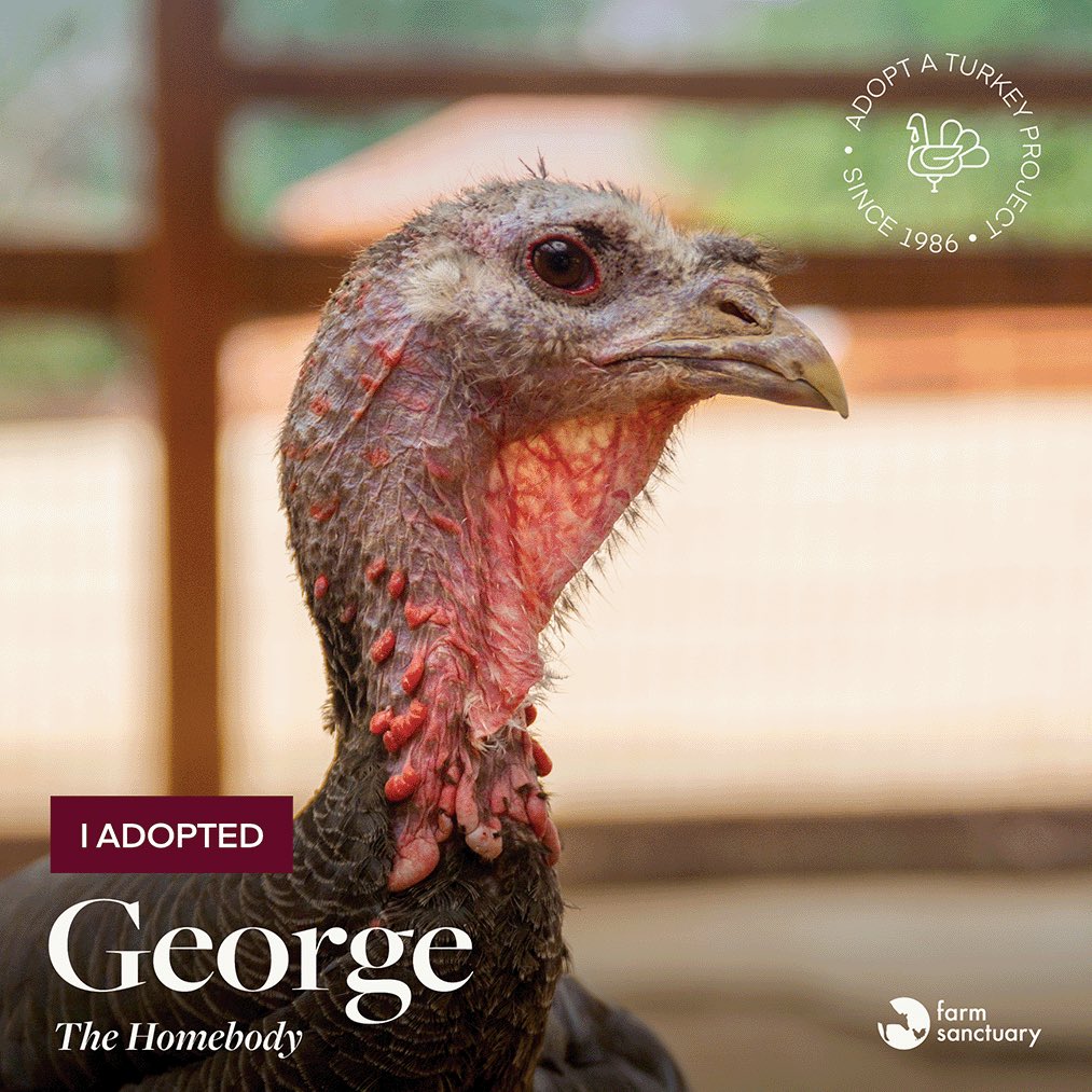 Vegan Tweeter (Alex) tweet media