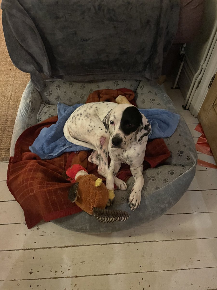 GalinaRako's tweet photo. Sonja was dumped outside a kill shelter in April. 

I saved her.

A lady in the UK sponsored her.

@PointersInNeed found her a wonderful home in the UK.

Sonja travelled 15/11 &amp; quarantined with @JFDDerby &amp; to her forever family 19/11.

My heart is full ❤️ #RescueDog #killshelter https://t.co/e9u0pKQQLo