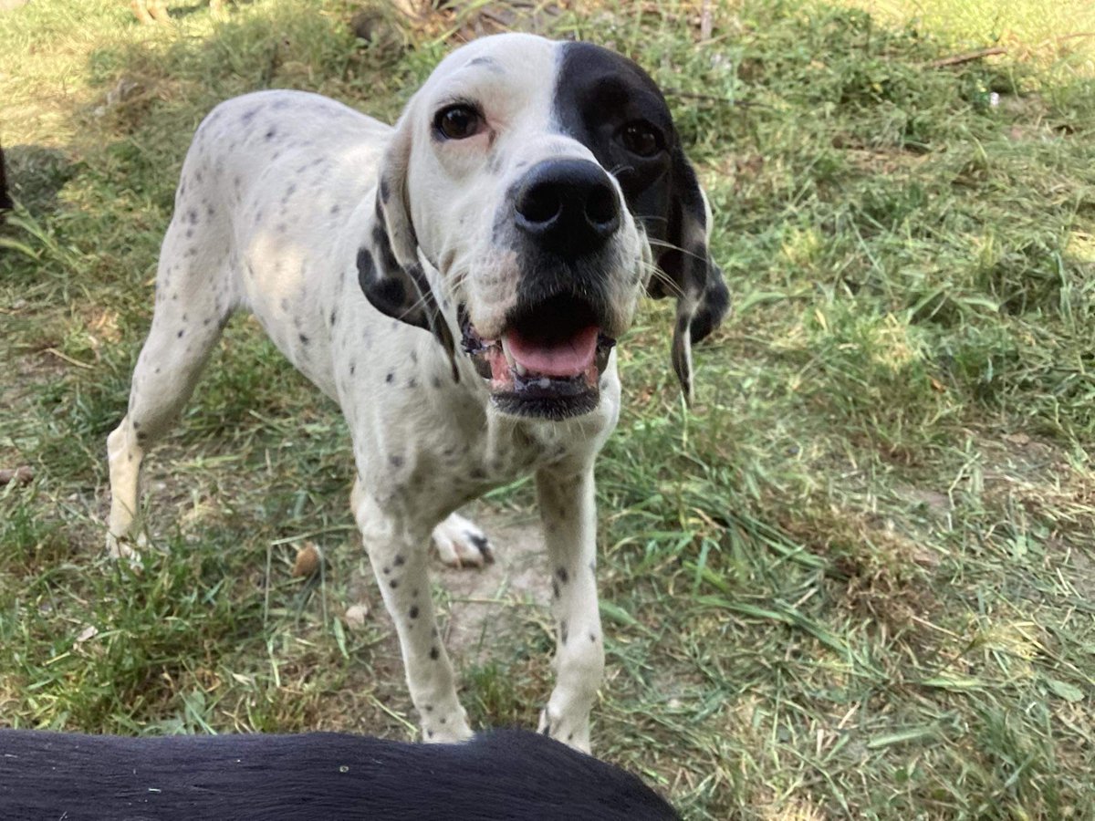 GalinaRako's tweet photo. Sonja was dumped outside a kill shelter in April. 

I saved her.

A lady in the UK sponsored her.

@PointersInNeed found her a wonderful home in the UK.

Sonja travelled 15/11 &amp; quarantined with @JFDDerby &amp; to her forever family 19/11.

My heart is full ❤️ #RescueDog #killshelter https://t.co/e9u0pKQQLo