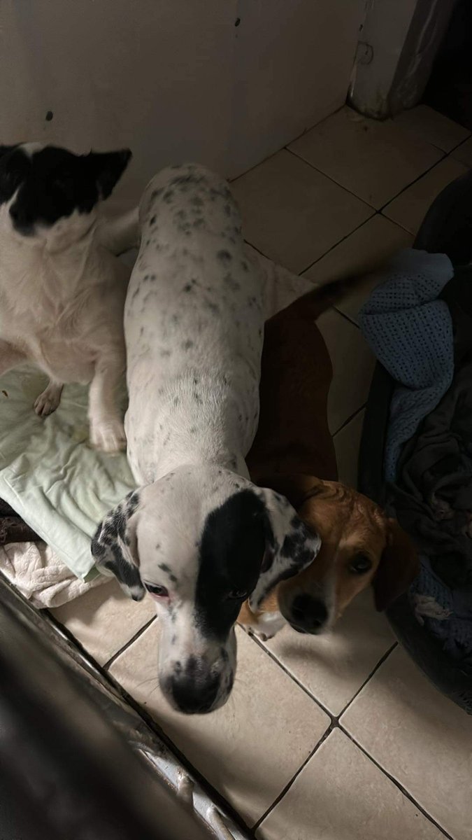 GalinaRako's tweet photo. Sonja was dumped outside a kill shelter in April. 

I saved her.

A lady in the UK sponsored her.

@PointersInNeed found her a wonderful home in the UK.

Sonja travelled 15/11 &amp; quarantined with @JFDDerby &amp; to her forever family 19/11.

My heart is full ❤️ #RescueDog #killshelter https://t.co/e9u0pKQQLo