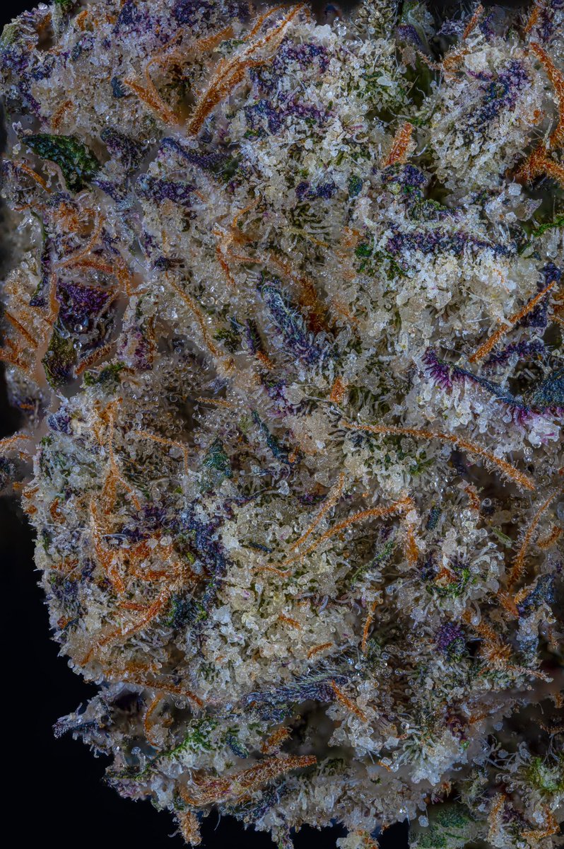 #coconuthorchata by <a href="/dubz_garden/">Dubz Garden</a> @la_coz_ 
•
🚫Not For Sale🚫
•
#cannabisphotographer #cannabisphotography #nugs #macro #macronugs #nugshot #weed #weedporn #zoomin #dubzgarden #420friendly #420army #420Life #420babe #WeedLife #WeedLovers #weedsmokers #weedman