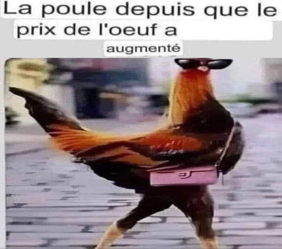 flustres's tweet photo. La poule depuis  que le prix de l'oeuf a 
augmenté https://t.co/5veLd4E30r