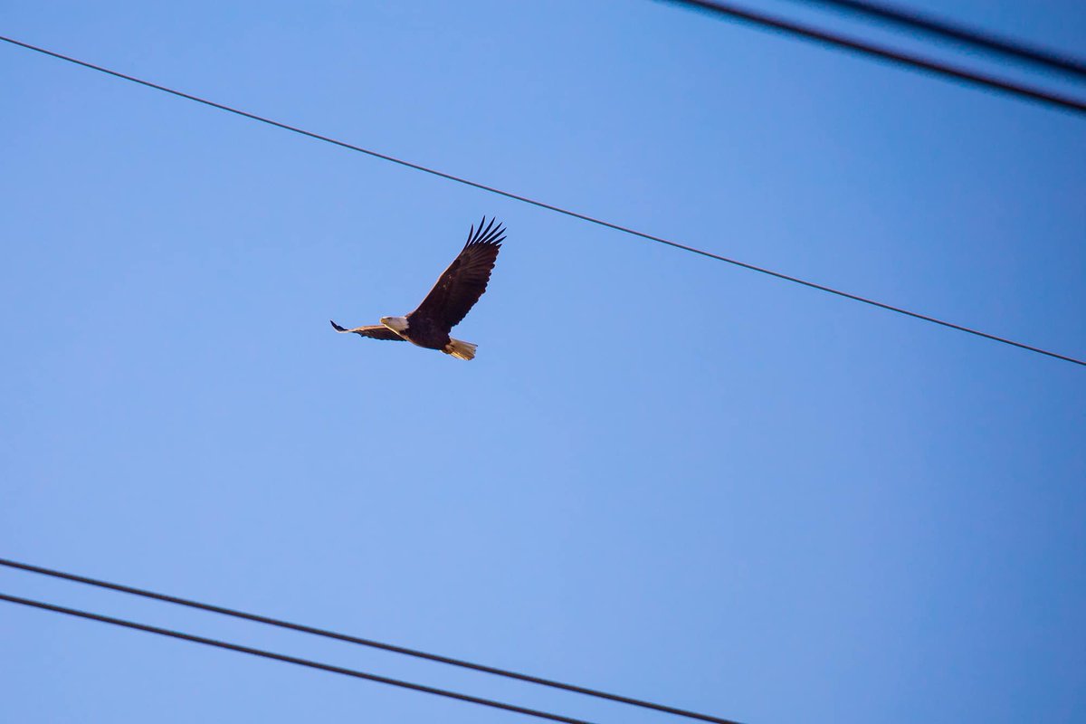 CrimeInTheD's tweet photo. Backyard eagles 🦅
13 Mile and Schoenherr https://t.co/CWi5LDts2U