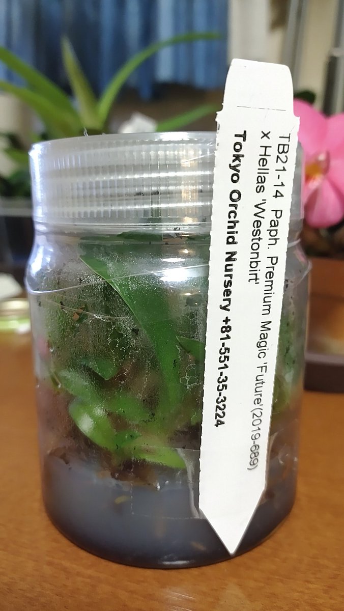 orchid_rabbit's tweet photo. 受け取ってきました。よく育っています。Premium Magicを使った交配は何種類かあったのですが、一番確率よくピンクが出そうなものを選びました。年末ジャンボの代わりですかね。 https://t.co/GdDYH1pT6j