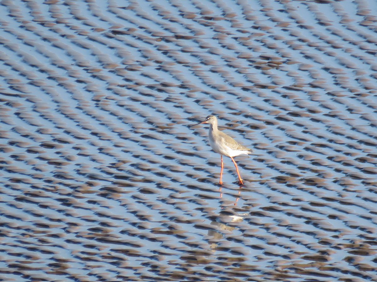 Simon Fairweather (@fatboy_is_slim) on Twitter photo Spotted Redshank on the River Parrett near Southbrook Clyce this afternoon <a href="/WWTSteart/">WWT Steart Marshes</a> Spotted Redshank on the River Parrett near Southbrook Clyce this afternoon <a href="/WWTSteart/">WWT Steart Marshes</a>