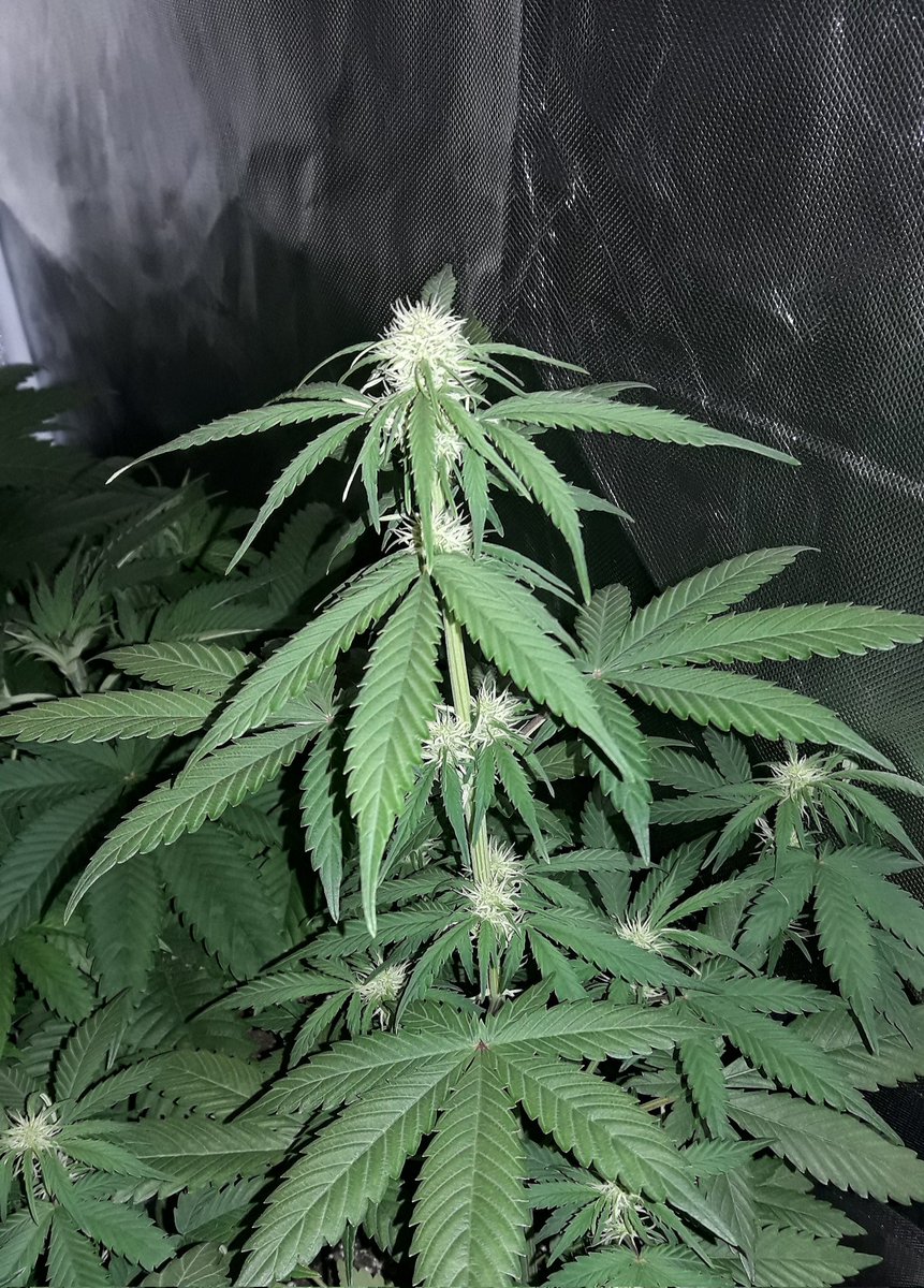 AdrycManellson's tweet photo. Con una #KaribeanMango @Kannabia_Samen recién despertada en #AdrycsCove aguarda impaciente se encienda #ThePureLed48oPro en su #PureTent #RefPet @ThePureFactory_ #Sust #BatMix @PlagronAruba sponsored by @DPlantasur os Deseamos una muy Feliz Noche...🧚♂️😎 https://t.co/Q2TrRMZdw5