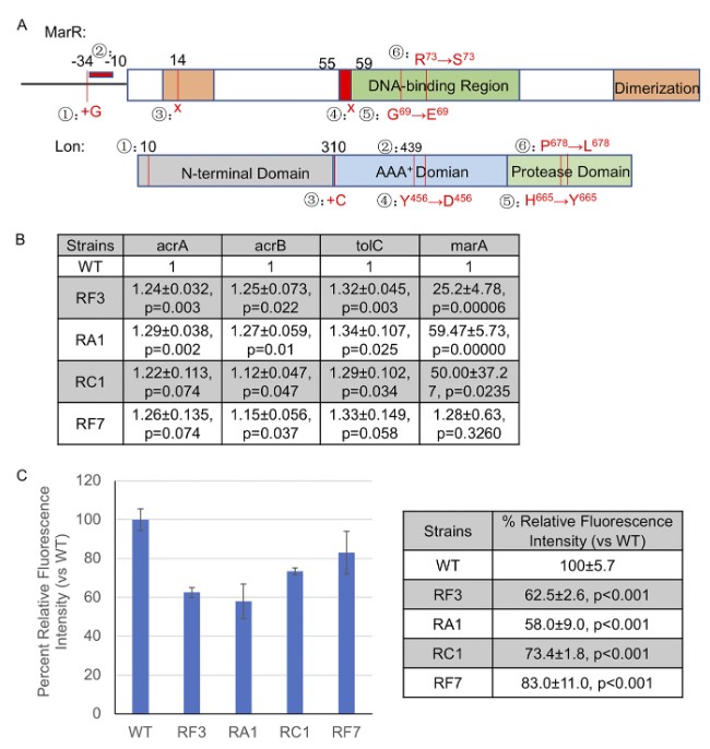 ASMicrobiology's tweet photo. Do antidepressants select for antibiotic resistant bacteria? Possibly. In @mbiojournal, researchers find that SSRI and TCA antidepressants exert selection pressure for efflux-dependent antibiotic resistance mechanisms in Escherichia coli. Read more: https://t.co/OcDuR0XMP3 https://t.co/AxtFbnq5oS