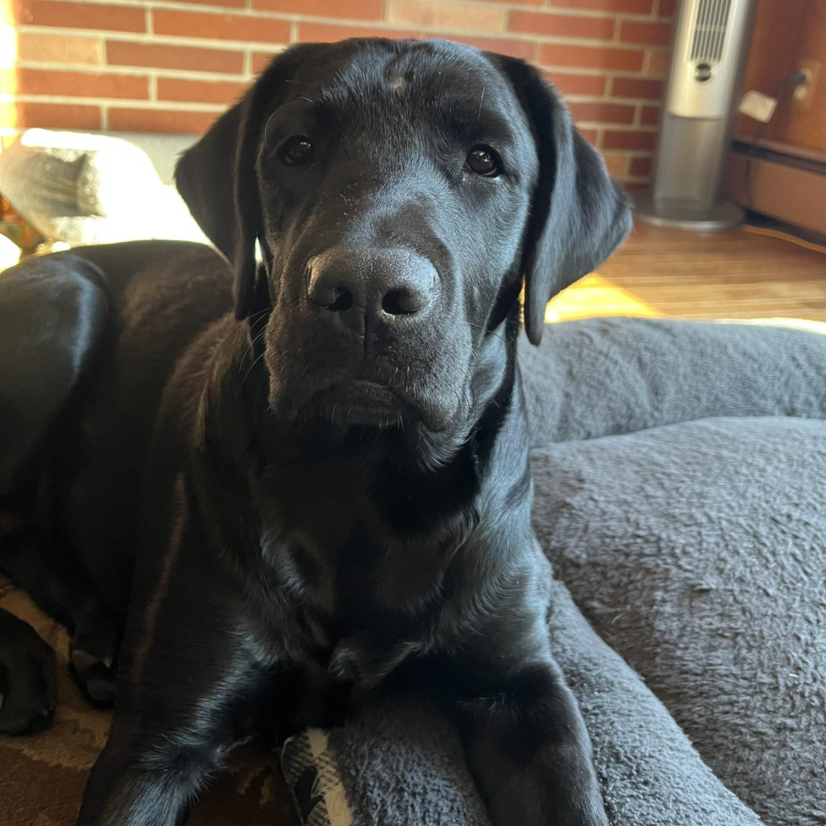 I’m home. Spent two days with Kernel, a service dog who trained with <a href="/puppyjakefdn/">Puppy Jake Foundation</a>. Only 11 days and a wake-up with <a href="/bethlin66/">Beth Lin Hartmann ☮️</a> before I head to Phase 2 training at the Newton Correctional Facility. 🐕‍🦺