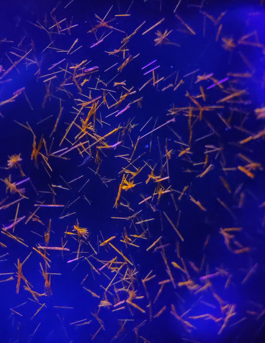 It is an immense pleasure when you find your synthesised dye crystalline in such a way💛
#chemtwitter #Crystal #Chemistry #chemistryindailylife #FluorescenceFriday #PhotoOfTheDay #RealTimeChem #realchem