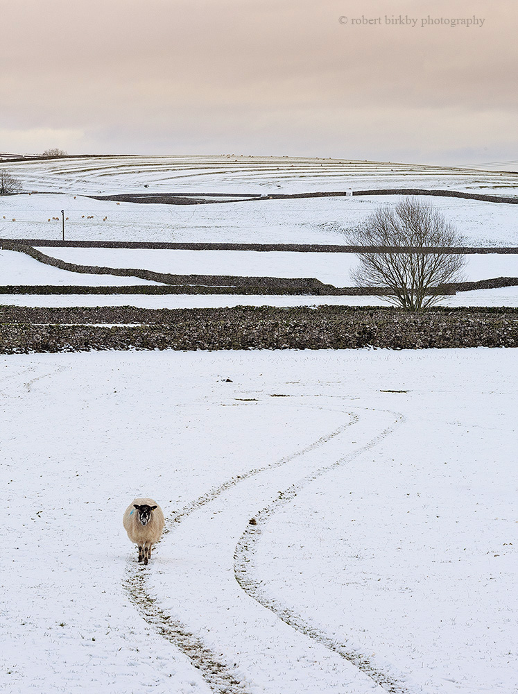 'Walk the line' - captured near Settle, Yorkshire Dales.