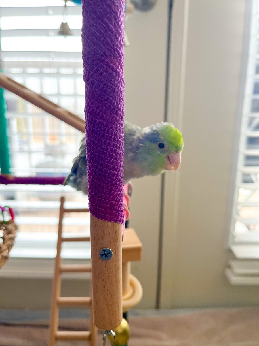 PaxMule's tweet photo. Peek! 

#Apollo #parrotletsofinstagram #birb https://t.co/6KZTlIeqy6