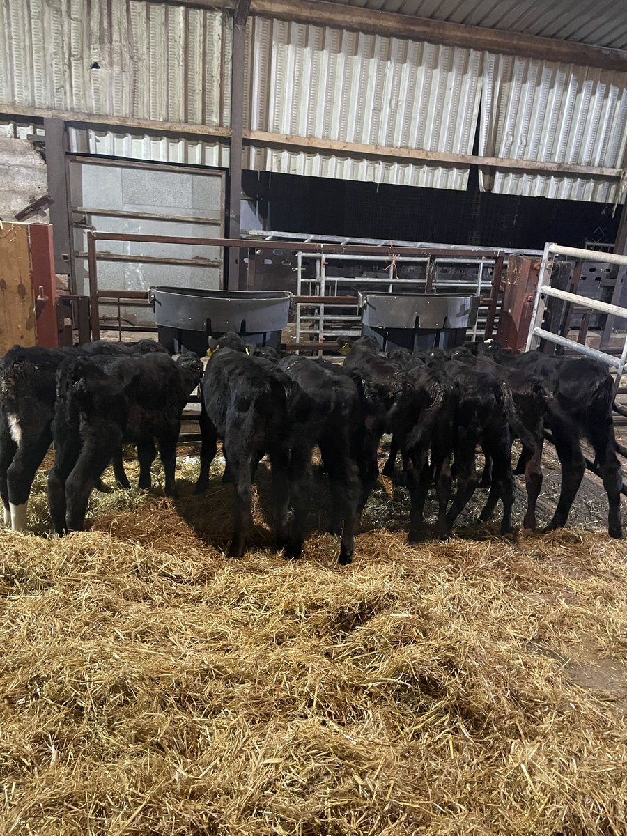 Feeding time at the zoo,new venture with Wagu cavles 🐄🐄