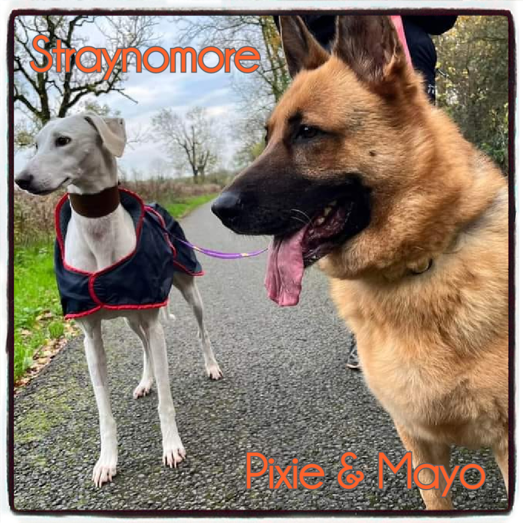 Pawprints Dog Rescue (UK) on Twitter "Pixie & Mayo are dropping their