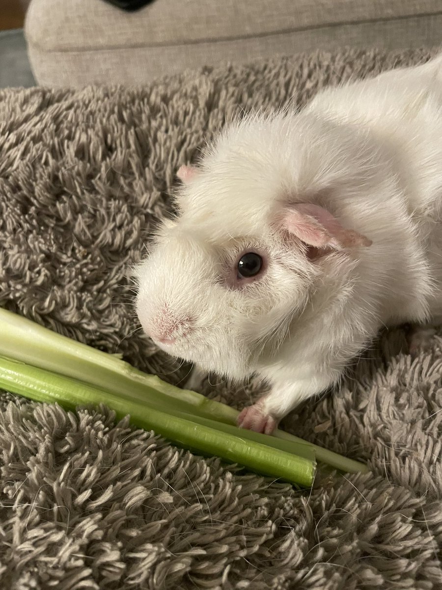 WhitePack's tweet photo. @DrHelenHYu Sorry - no dog or cat but here is our piggy living his best life. Hope your tomorrow is brighter 😎. G~ https://t.co/Bcezvbakxa