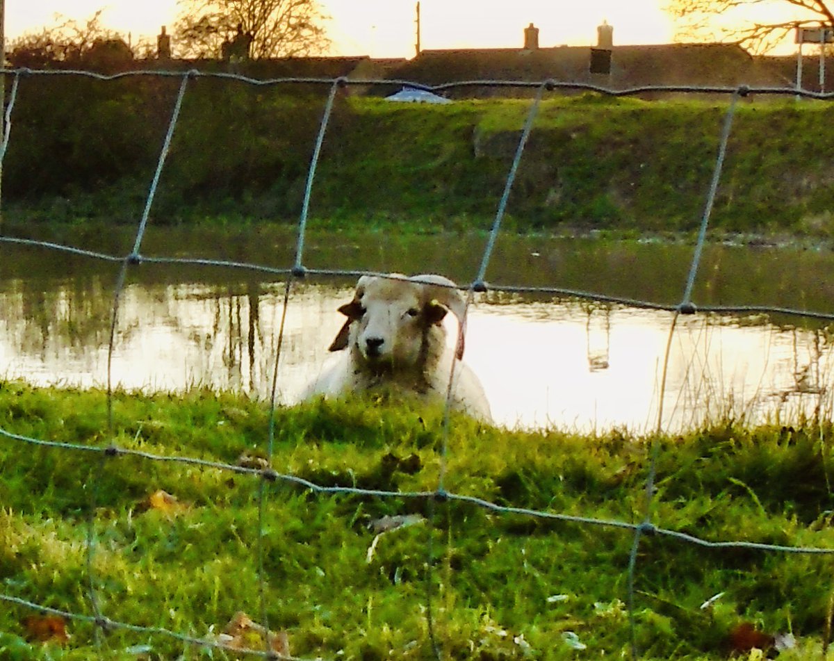 JustMeandLilley's tweet photo. Roger the ram, popping his head up above the grassy parapet on dog Lilley's lovely #RiverWitham #walk this afternoon. #Lincolnshire has some beautiful walks and #countryside Not at all flat and uninteresting. This #nature walk near posh and pretty town, #WoodhallSpa, is a joy. https://t.co/aMMBYUfodg