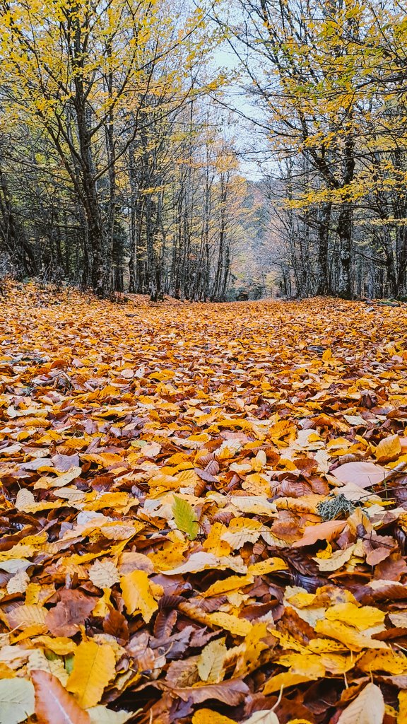 ismail17ida's tweet photo. Samsung A33 ile Sonbahar Renkleri 💛🍂
#Samsunga33 @SamsungTurkiye
#SamsungTurkiye 
#farklibak #withgalaxy 
#Kazdaglari
#sonbahar
#roamtheplanet
#outdoorphotography
#liveoutdoors 
#adventurevisuals 
#autumnfall #Canakkale  
#AutumnVibes 
#awesome #autumn 
#MadewithLightroom https://t.co/tTBcoDk8e5