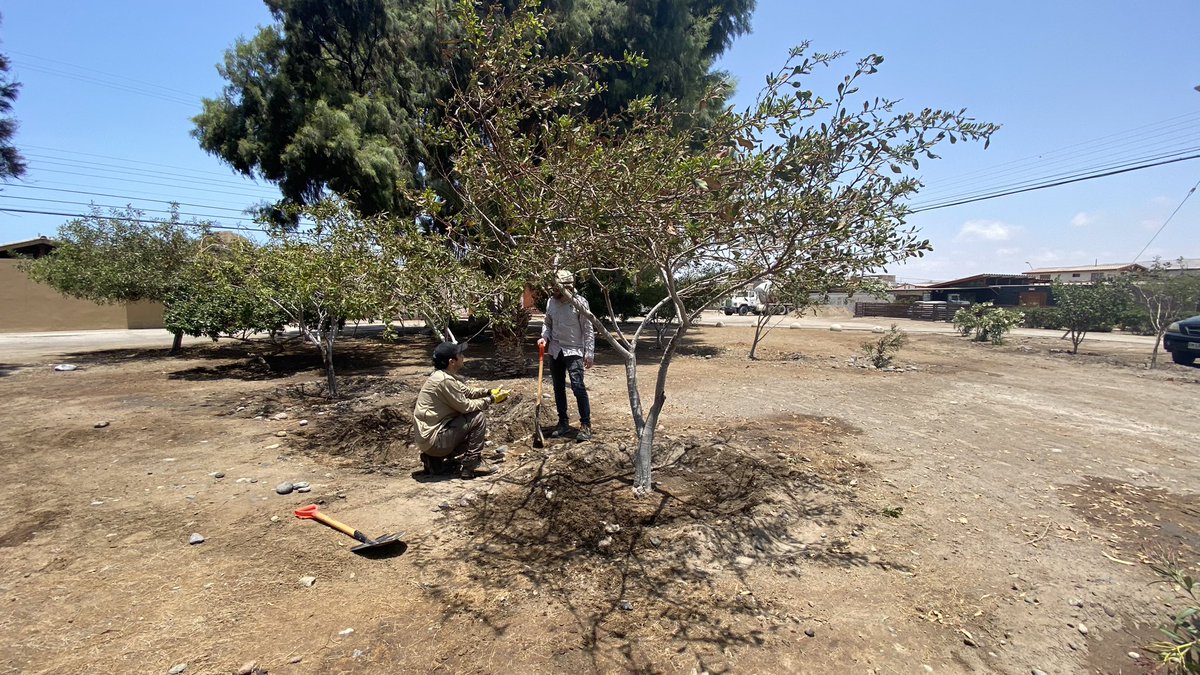 conaf_arica's tweet photo. El equipo de #CONAFArica está próximo a lanzar el resultado del Trabajo Comunitario que se realizó con los vecinos del sector Tierras Blancas para embellecer la plaza en la que niños y adultos comparten sus tiempos libres.
#ProgramaComunitario https://t.co/L3UVOuV7TB