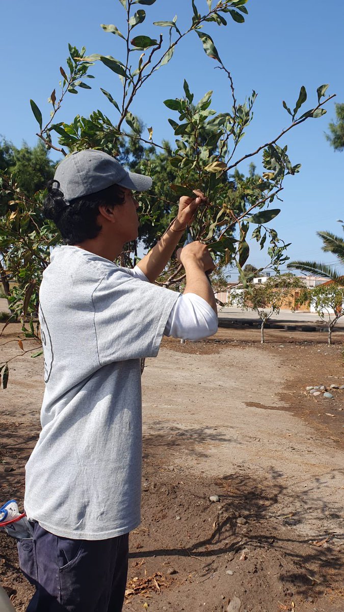 conaf_arica's tweet photo. El equipo de #CONAFArica está próximo a lanzar el resultado del Trabajo Comunitario que se realizó con los vecinos del sector Tierras Blancas para embellecer la plaza en la que niños y adultos comparten sus tiempos libres.
#ProgramaComunitario https://t.co/L3UVOuV7TB