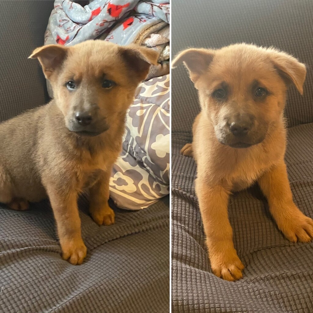 PLEASE HELP!! 🥺 These Chow Chow babies are in immediate need of foster homes!!! 🙏🙏 We have to find a foster for a pair and a trio of fluffy chunks in order to bring them into our program!!

PLEASE consider signing up to save lives!

Fostering is temp… instagr.am/p/ClZHVLtSVgj/