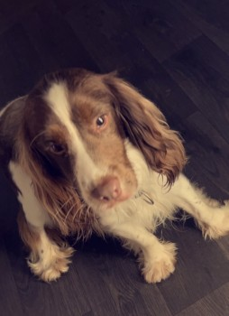 millypod1's tweet photo. 🆘24 NOV 2022 #Lost JOCK
VERY timid, only rehomed 6 weeks ago
Brown/white YOUNG Cocker Spaniel Male
Nelson Brae #Keith #Scotland #AB55
nr River Isla, Moray.
SIGHTINGS PLZ ☎️07983066942/ 07535865336
https://t.co/9z5O7WbqIR https://t.co/3zlafE6fVa