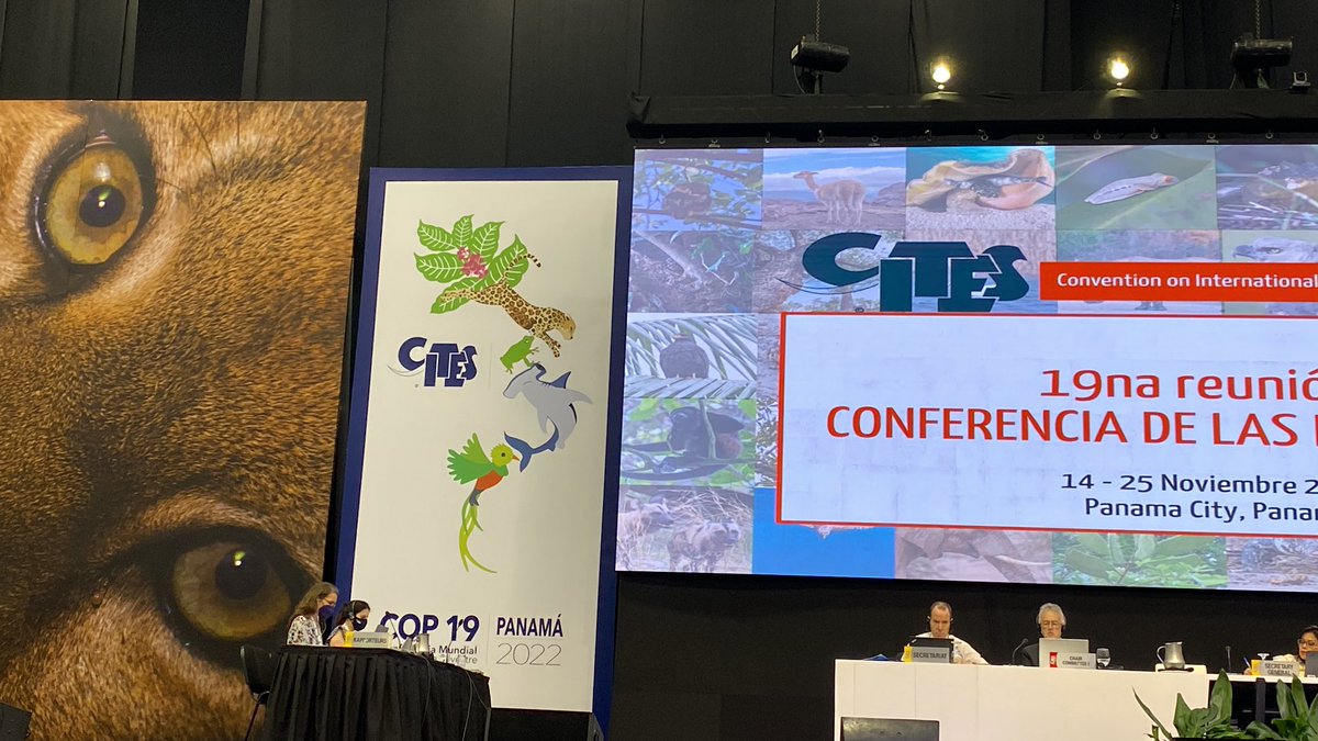 Great outcomes from CITES COP19!!! Sharks, glass frogs, hardwood trees and many other endangered species will have more protection. Who says there is no commitment and political will to protect nature!!! Good peer pressure coming toCBD COP15!