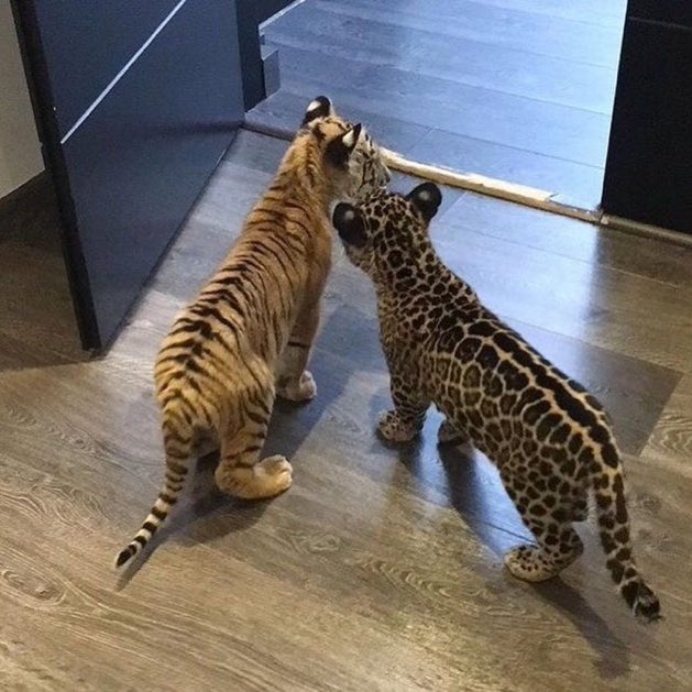 DRIP (@dript3r) on Twitter photo 