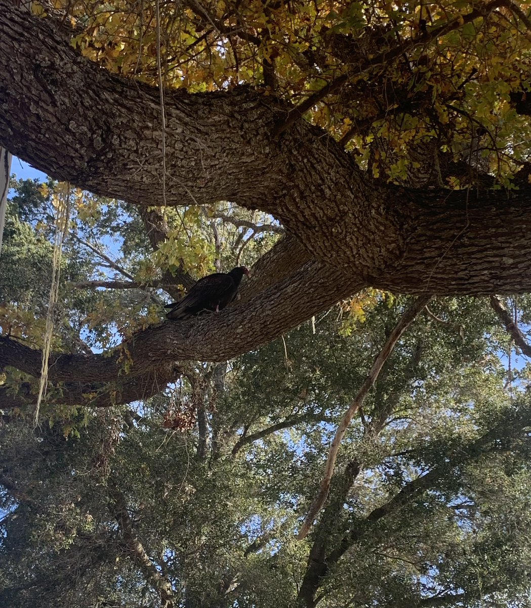 MsYassi's tweet image. My first time seeing a vulture.