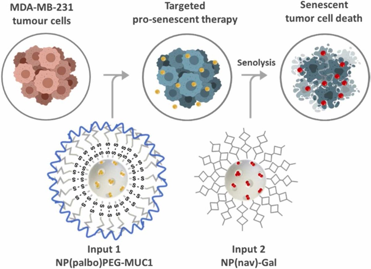 #NanoparticleCommunication seems pretty high tech — but <a href="/aestepaf/">Alejandra Estepa</a> and co-authors took it further, targeting #TNBC tumors with a strategy that involves nanoparticle-cell-nanoparticle communication through #stigmergy.  

Read more 📕: bit.ly/3tZuLtn