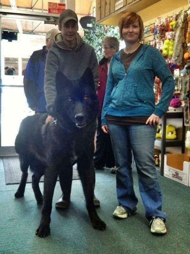 This is a 'wolfdog', the result of the cross between a German shepherd and a wolf 🐺