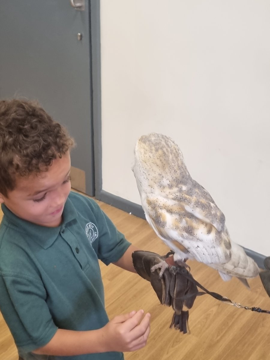 Mrs Harraway (@mrsharraway2) on Twitter photo As part of our Habitats topic, Year Two got to hold and meet a real life Barn Owl. <a href="/hanratty_mrs/">Mrs Hanratty</a> <a href="/mrstayloryr5/">@SallyTaylorCBPSA</a> As part of our Habitats topic, Year Two got to hold and meet a real life Barn Owl. <a href="/hanratty_mrs/">Mrs Hanratty</a> <a href="/mrstayloryr5/">@SallyTaylorCBPSA</a>