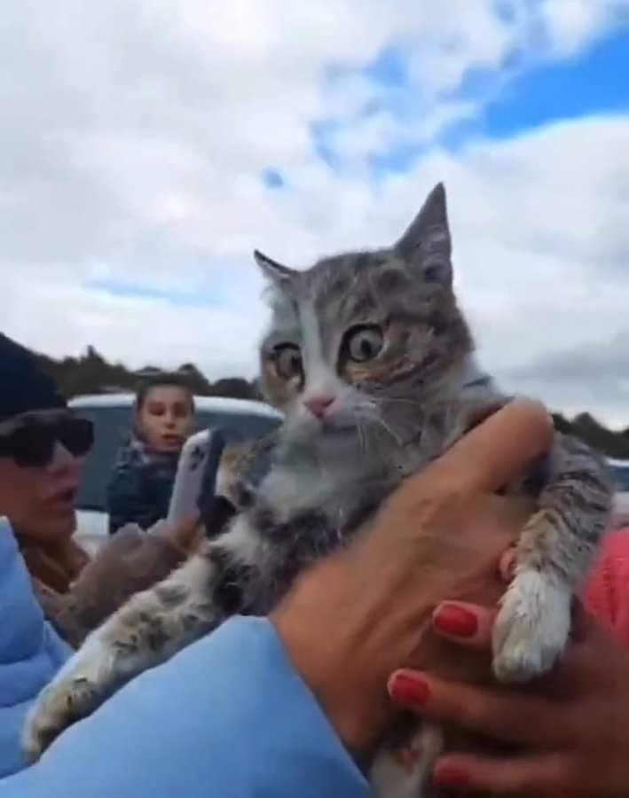 Konya’da arabanın bagajında yakalanan yüzlerce masumdan biri. Bu garibana ne yaşattınız Allahaşkına? 
Hayvanlar bizim bilmediğimiz, görmediğimiz karanlık bir dünyanın içinde hangi eziyetlere maruz kalıyor Türkiye’de! 
Hayvan hakları yasası çıktı, her şey nasıl daha kötüye gitti?