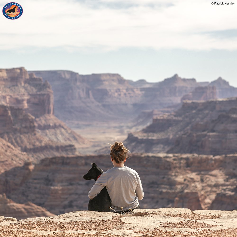 Defenders's tweet photo. Join us for #OptOutside! Across the country, people are choosing to explore the wilderness on #BlackFriday. 📷Share a photo of your #OptOutside adventure! 📷 https://t.co/XFBf8ATRHT