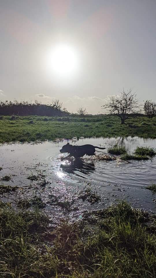 My friend Rachel <a href="/WoofPackPorts/">TheWoofPack</a> took me out today and I had the best time ever!!! #dogsoftwitter #StaffordshireBullTerrier