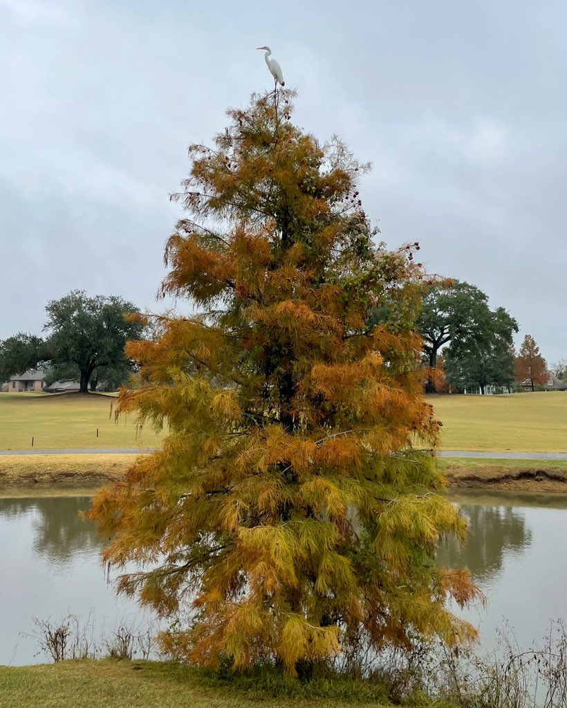 Egret on a cypress = Louisiana Christmas tree star