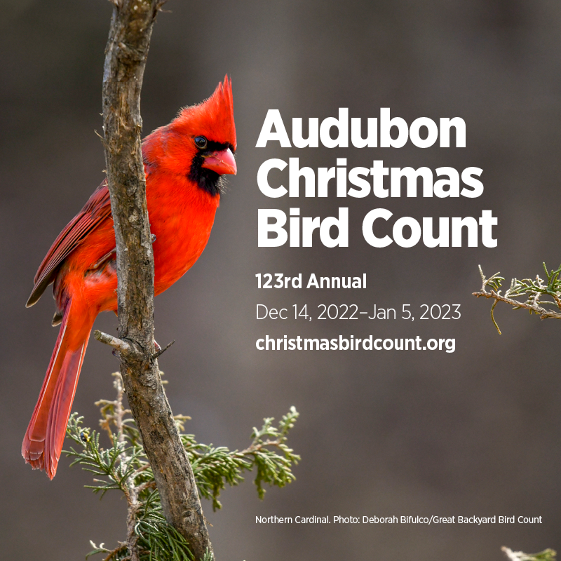 The 123rd Audubon Christmas Bird Count kicks off December 14. Find a count near you, get info about safety guidelines, and sign up today! bit.ly/3TlZds0 #AudubonCBC