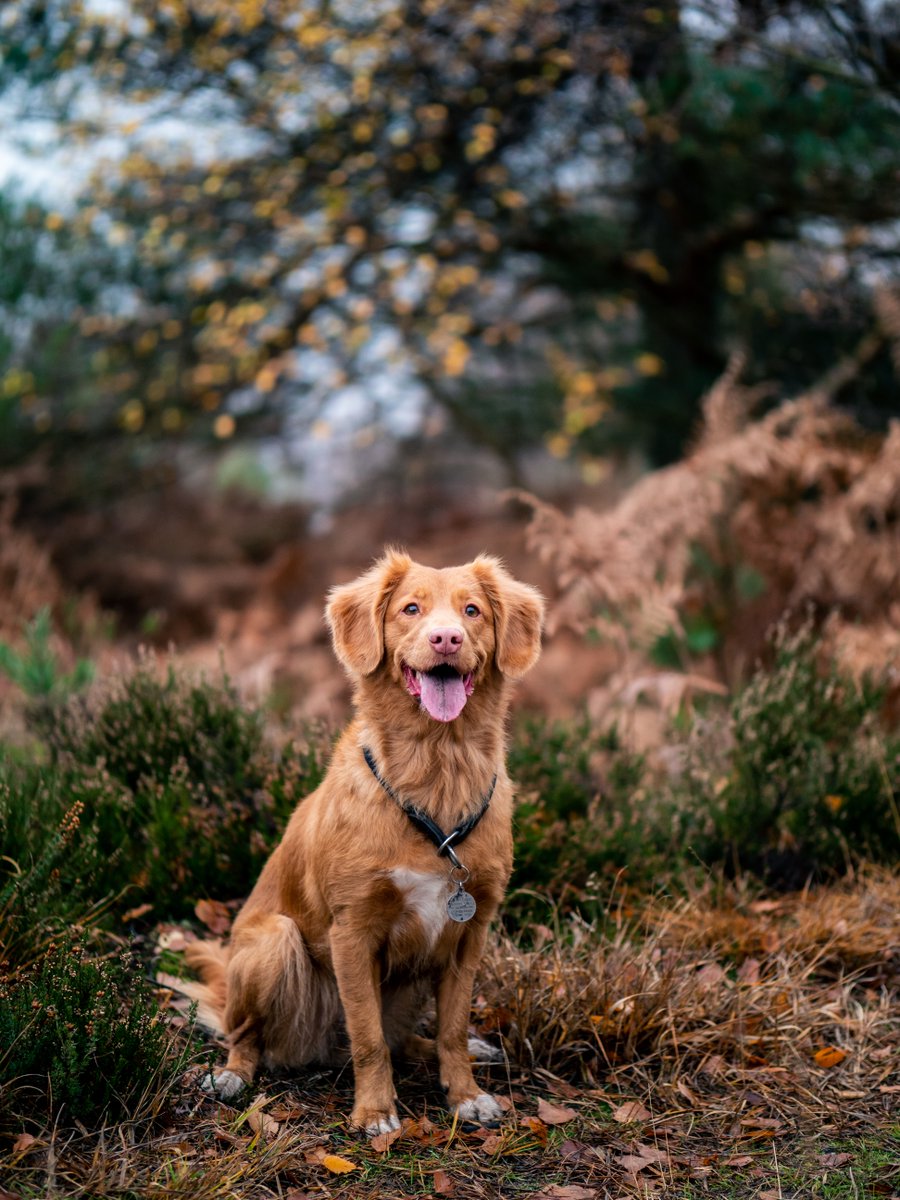 Leaf-chasing, shower-dodging, ear-flapping, tongue-lolling, tail-wagging... treat your doggy to long walks and dozing by the fire with a Chatsworth bolthole. He'll love you forever! loom.ly/yY7bxcE #AutumnTreats #ExpectExtraordinary