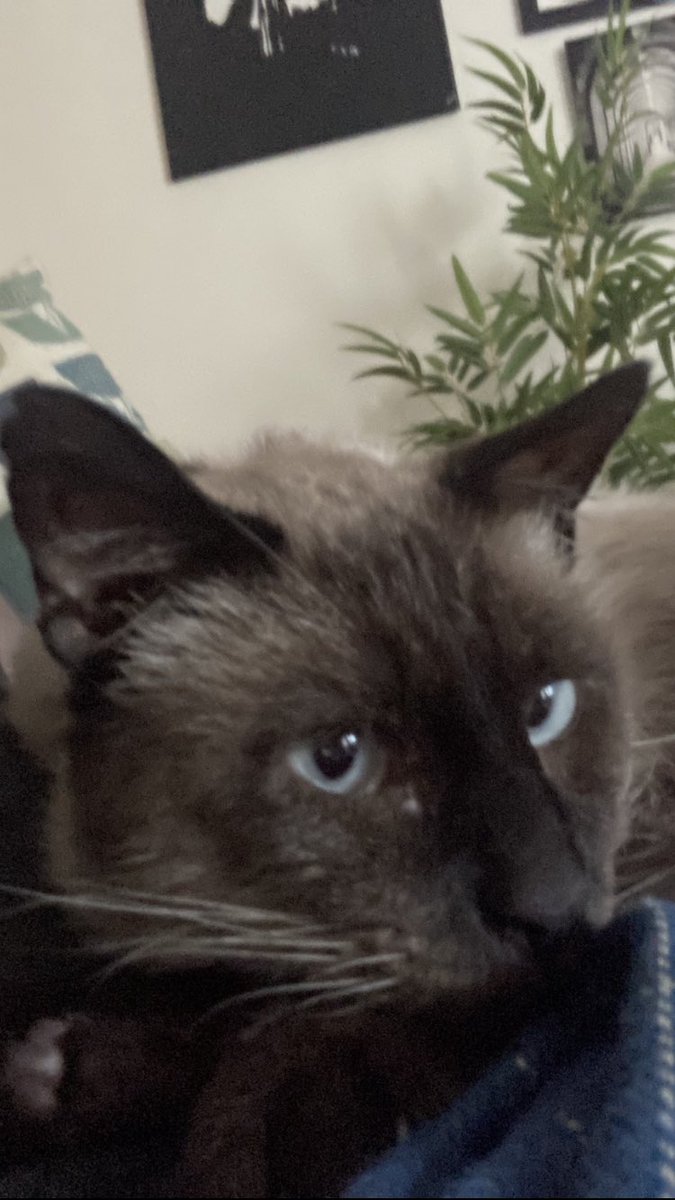BenchSue's tweet photo. Following me around the house to say that he’s almost wasting away from hunger #blagger https://t.co/qTM6OqJhhl