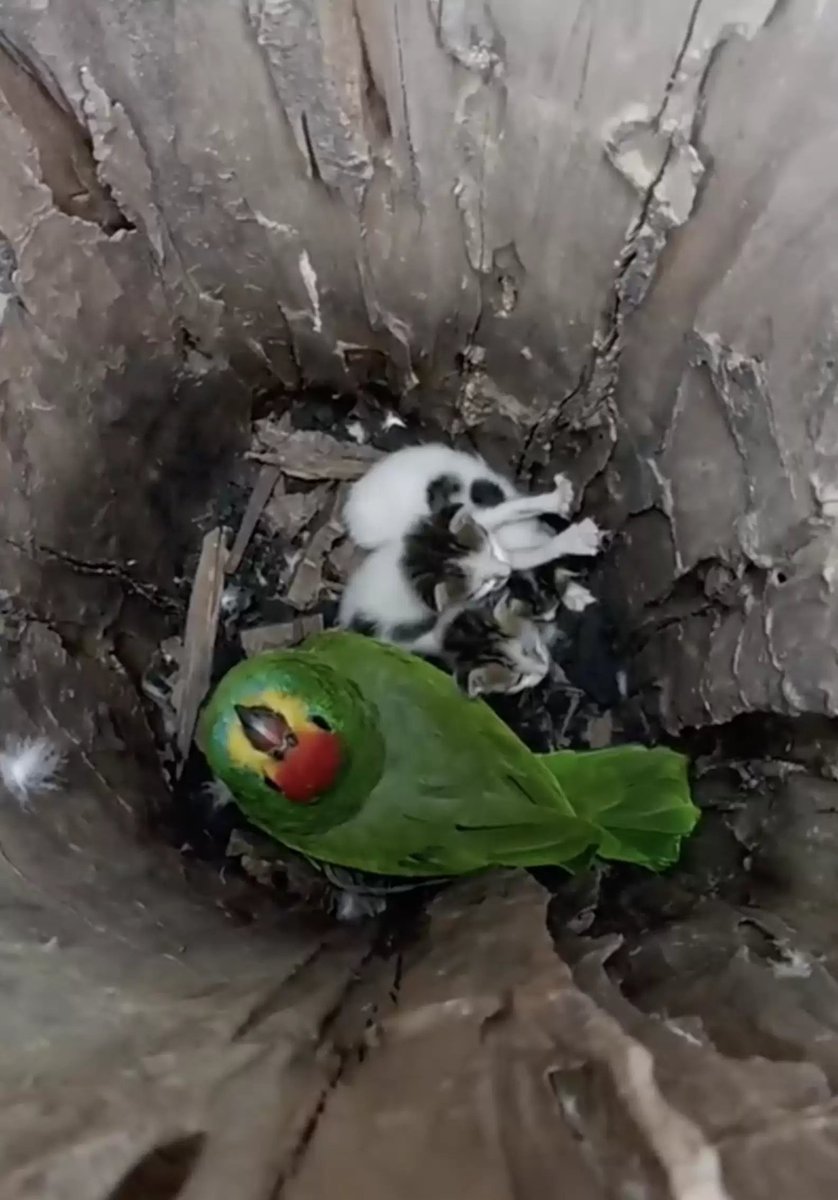 poptime's tweet photo. 🚨 Papagaio 'adota' 3 filhotinhos de gatos que foram abandonados por sua mãe e cria ninho em árvore para cuidar deles. 🥰💖 https://t.co/VE2nmX9t4Z