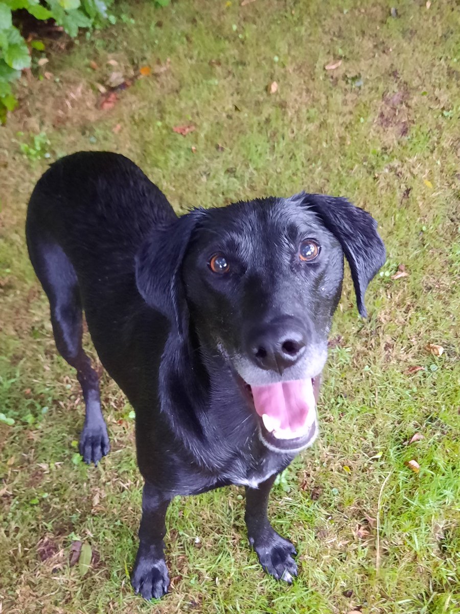 NotBadForHerAge's tweet photo. Fred would like to know if he can join in #blacklabfriday He's not 100% black, or even 100% labrador, but he's definitely 100% gorgeous 😀🐶 #RescueDog #dogsoftwitter https://t.co/Y6k5YhITj1
