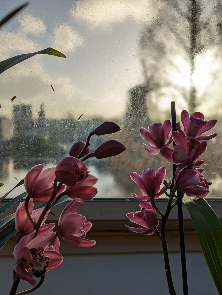 AgnesSchneider1's tweet photo. Nice morning surprise 🤩 Cymbidium without ID & Cymbidium 'Alison Shaw'. The buds on the latter did not did not burst 😍 #orchids #cymbidium #orkids https://t.co/CM2EBkjSwy
