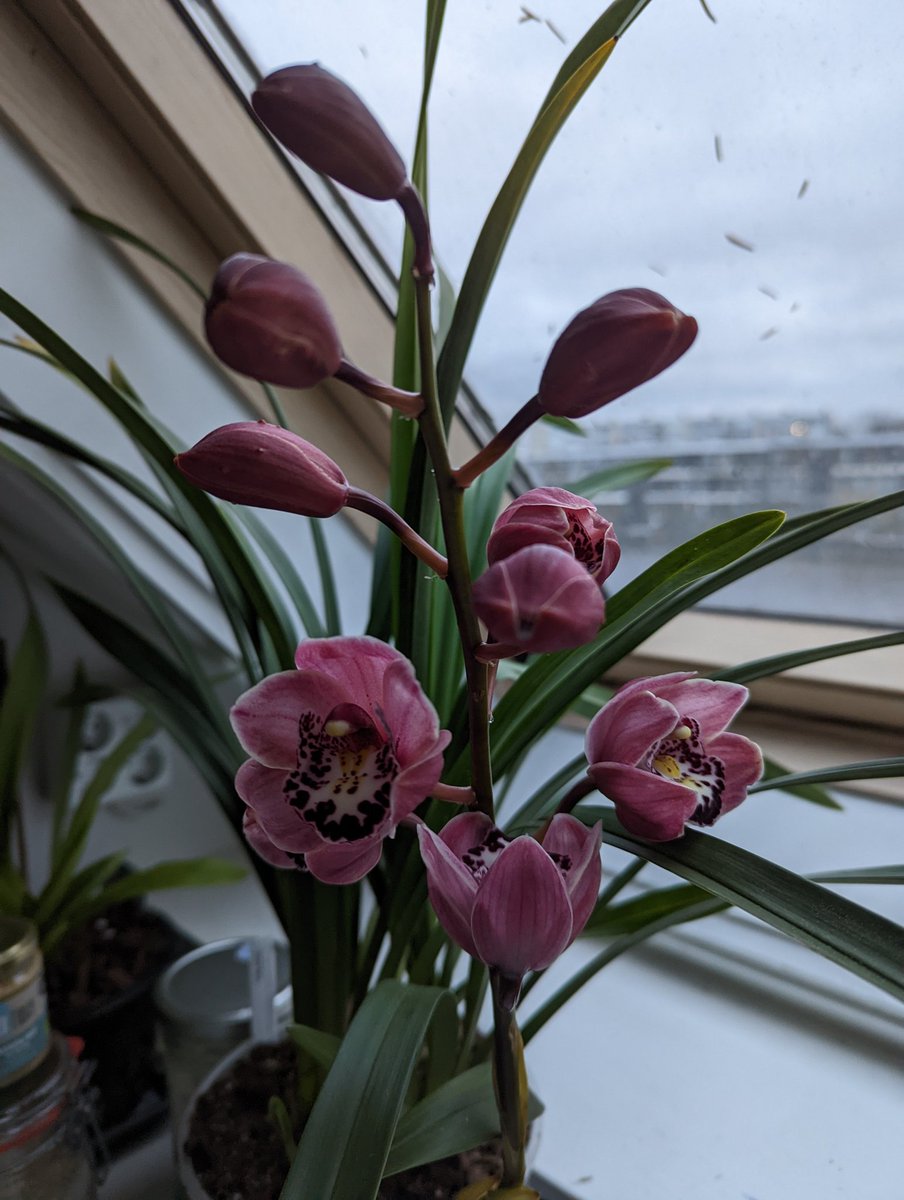 AgnesSchneider1's tweet photo. Nice morning surprise 🤩 Cymbidium without ID & Cymbidium 'Alison Shaw'. The buds on the latter did not did not burst 😍 #orchids #cymbidium #orkids https://t.co/CM2EBkjSwy
