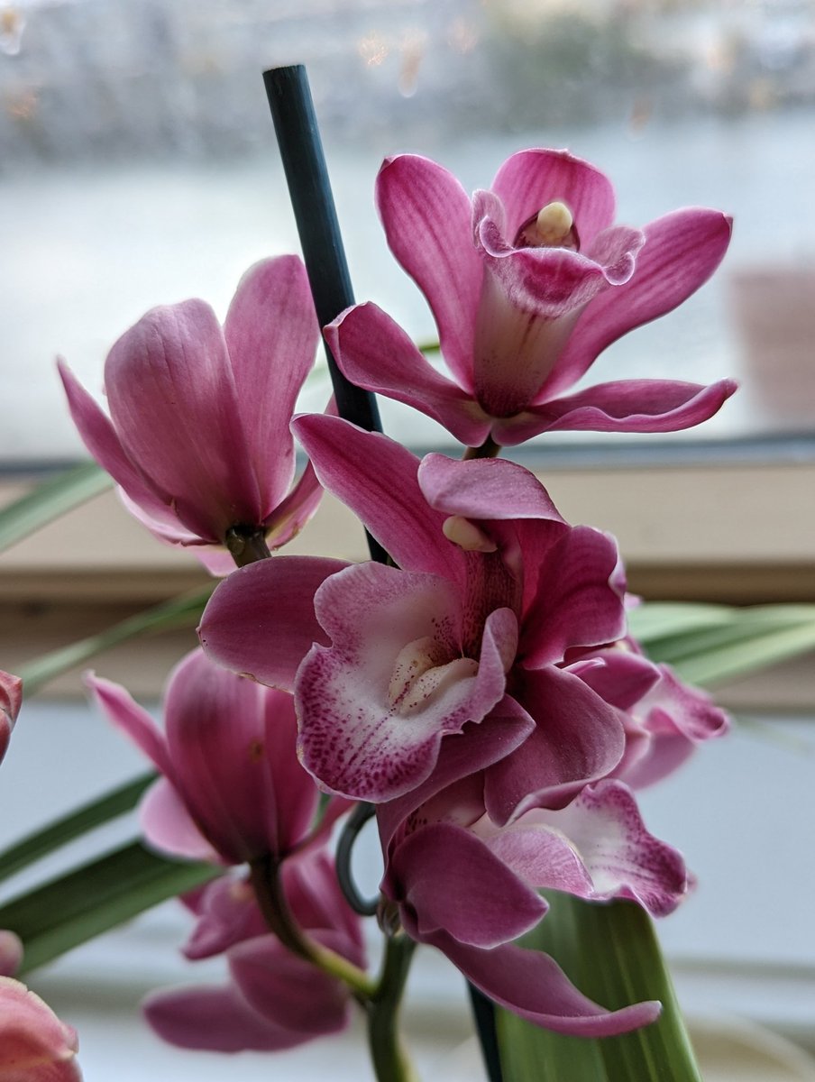 AgnesSchneider1's tweet photo. Nice morning surprise 🤩 Cymbidium without ID & Cymbidium 'Alison Shaw'. The buds on the latter did not did not burst 😍 #orchids #cymbidium #orkids https://t.co/CM2EBkjSwy