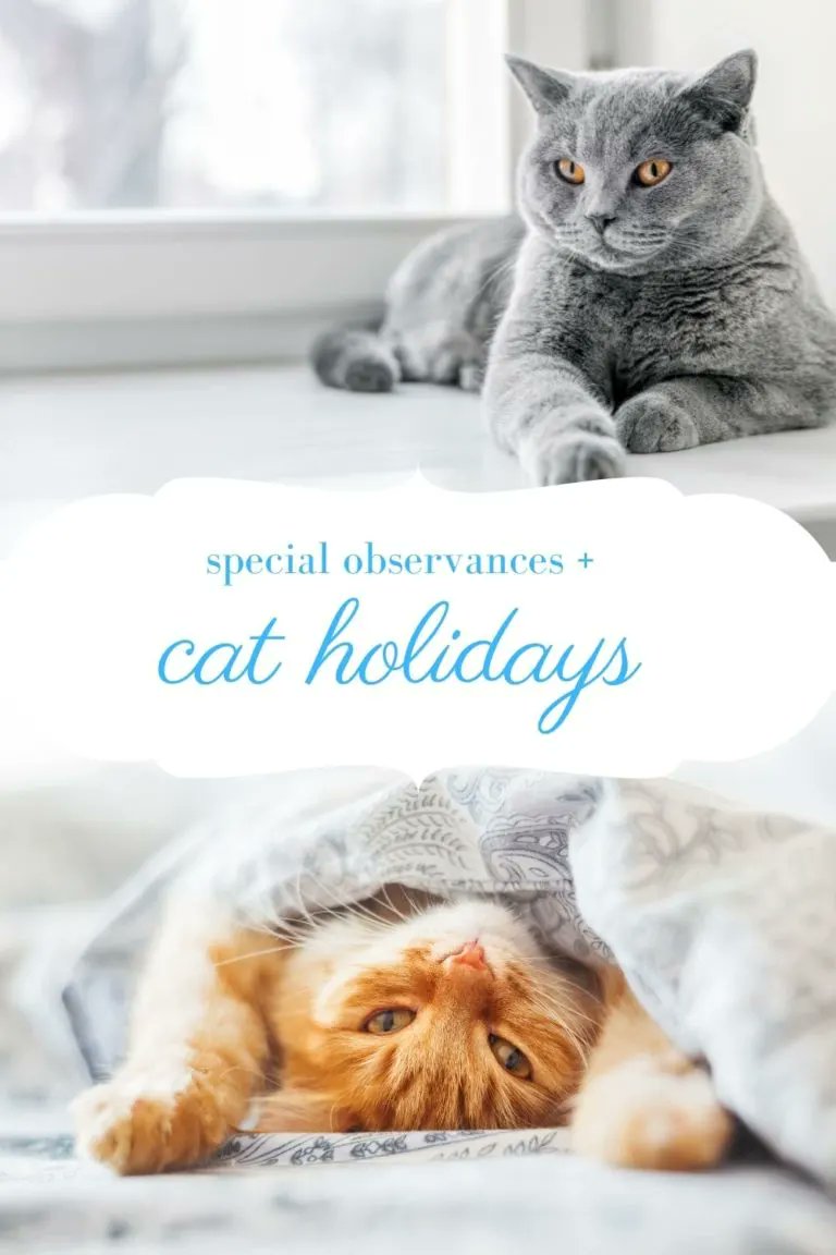 December (which is National Cat Lover's Month) is only a week away! Be sure to mark your calendar for Celebrate Shelter Pets Day, International Animals Rights Day, National Cat Herders Day and other cat-themed holidays coming up in the weeks ahead https://t.co/zSzPgLDIv7 https://t.co/zK2r77L3cm