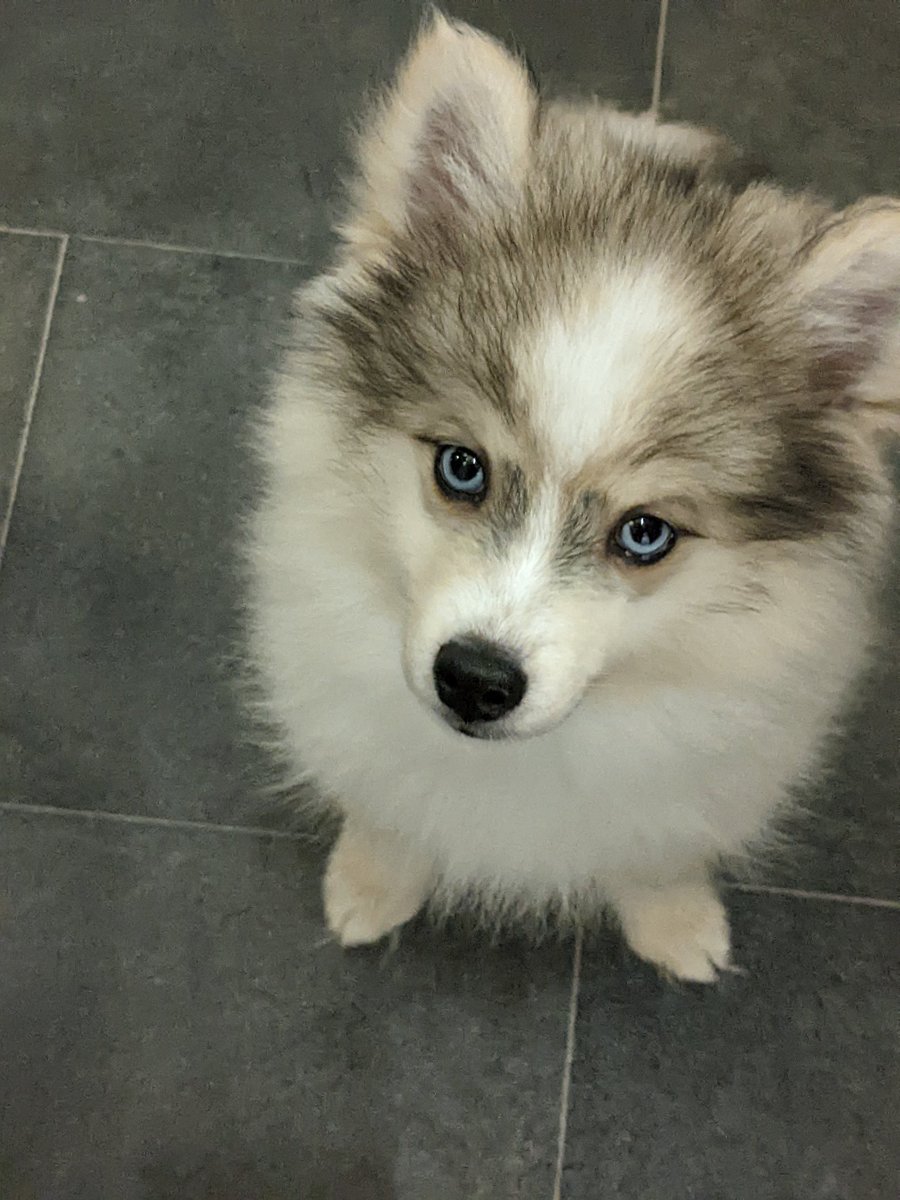 batthink's tweet image. When you think your best brithday's are behind you and then your other half shows you magic is what people will do for you #pomsky