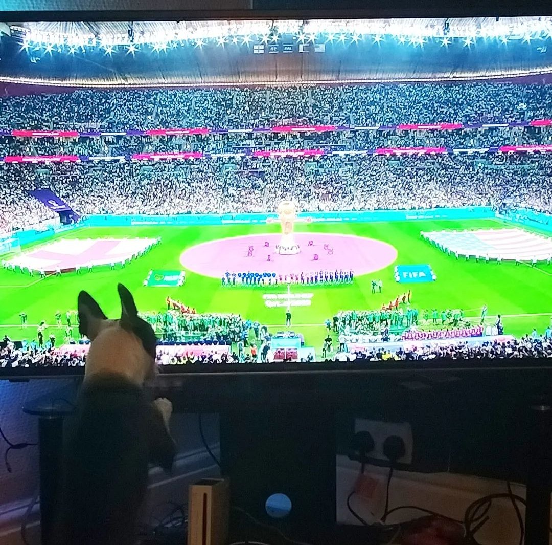 LeighRichens2's tweet photo. This is Dingle the Boston
Dingle doesn't care about anything in the world right now
Other than football
π€£π€£
#FIFAWorldCupQatar2022 #football #footballWorldCup2022 #englandvsUSA #comeonengland #bostonterrier #dogsoftwitter #dogfootball https://t.co/VFBWtjvG9b