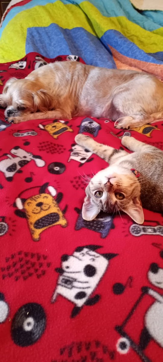 wheretfru777's tweet photo. #DogsAndCatsOfTwitter https://t.co/MGNiJK0F6p