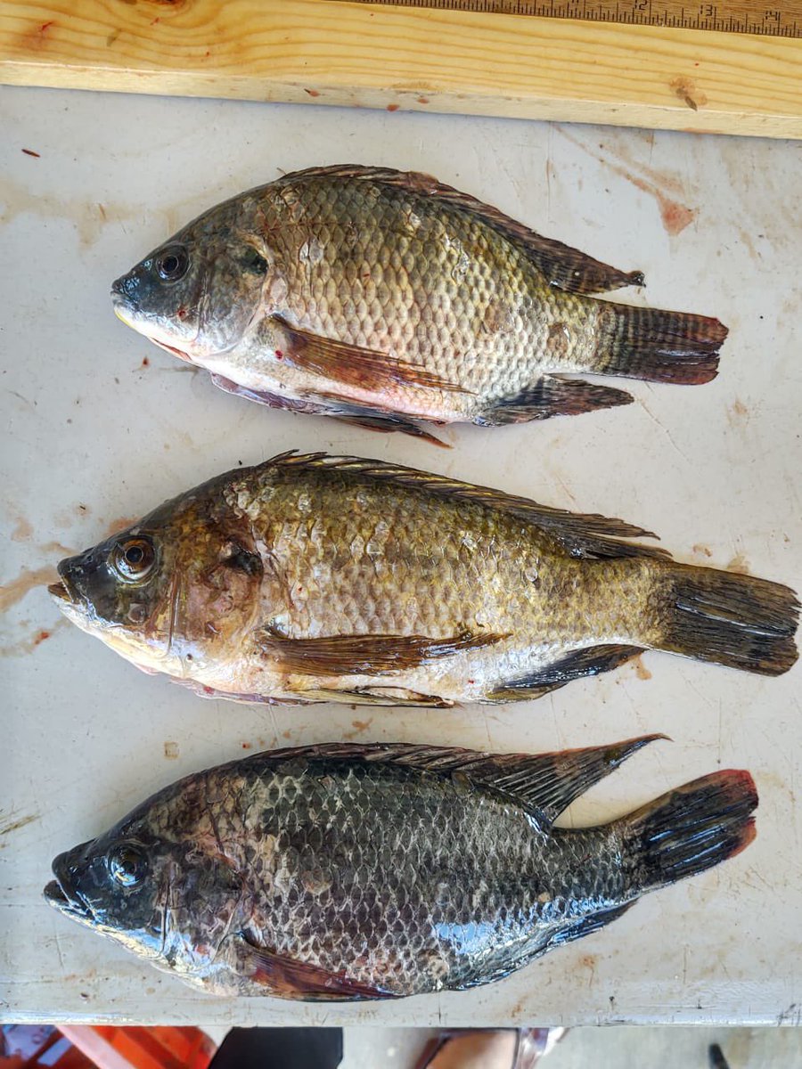 isapesca's tweet photo. En coordinación con el INAPESCA, H. Ayuntamiento de Cósala, Secretaria de Pesca y Acuacultura del Estado de Sinaloa, y el sector pesquero, generando herramientas que permiten realizar acciones en beneficio a las familias Pescadoras del Estado de Sinaloa. https://t.co/vwAlT7DSzh