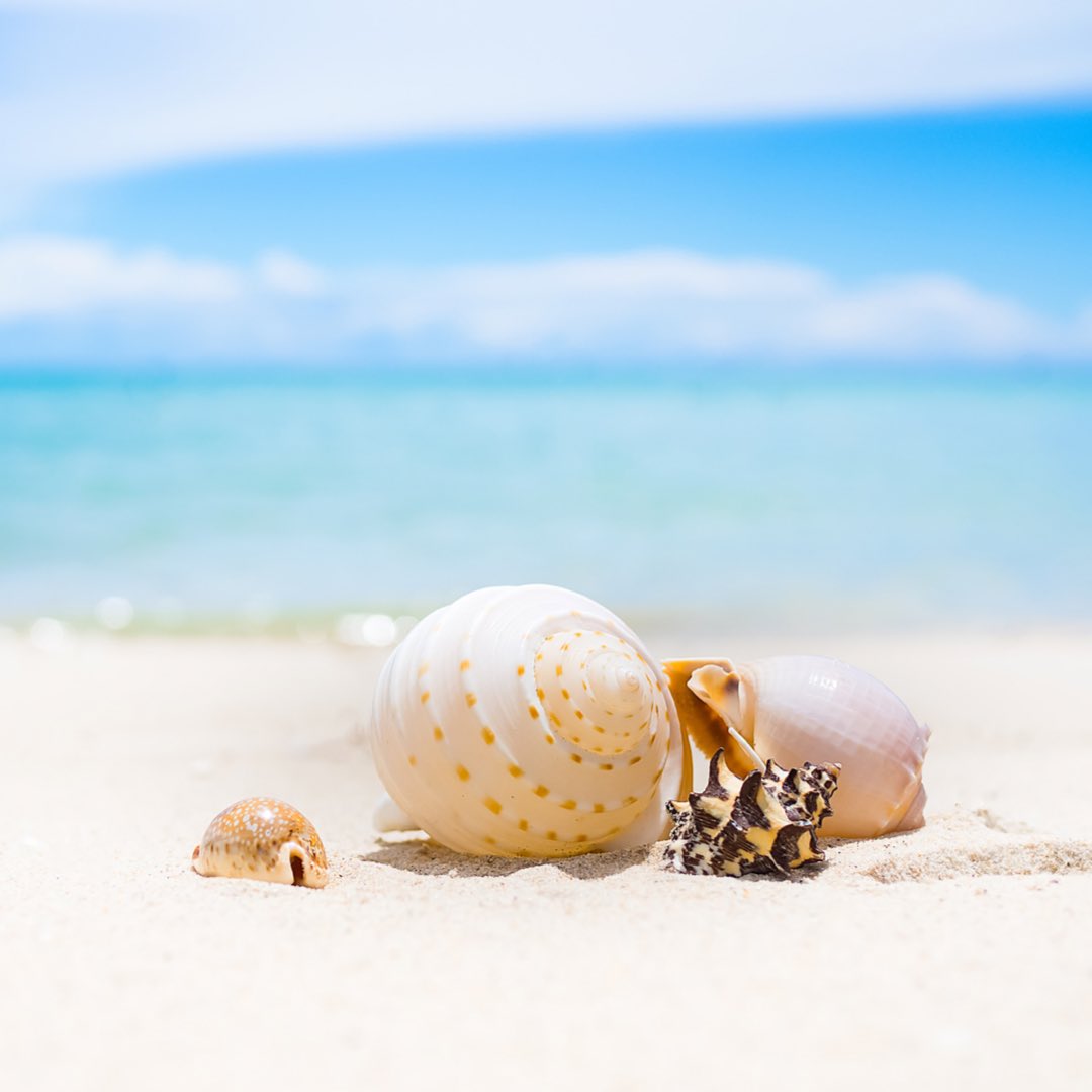 _CauseWater's tweet photo. Beaches full of seashells instead of plastic are our thingπ§ Help us reduce #PlasticPollution with @_CauseWater π
#ecofriendly #springwater #water #environment #jointhecause #lonelywhalefoundation #theoceancleanup #cleanoceanproject #plasticoceans $GOGY https://t.co/8XLrNZs6tU