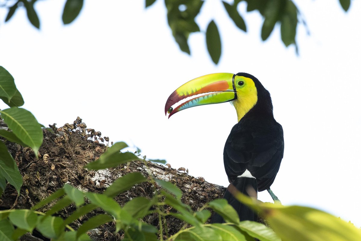 Max Planck Society (@maxplanckpress) on Twitter photo "Animals are our greatest allies in reforestation”: animals, by carrying a wide variety of seeds into deforested areas, are key to restoring the world’s #forests, study shows 🌳mpg.de/19560696/1125-… <a href="/DaisyDent/">Daisy Dent</a> <a href="/MPI_animalbehav/">MPI-AB is on Bluesky @mpi-animalbehav.bsky.social</a> <a href="/stri_panama/">Smithsonian Panama</a> <a href="/YaleEnvironment/">Yale School of the Environment</a> <a href="/NYBG/">New York Botanical Garden</a> <a href="/zieglerphoto1/">Christian Ziegler</a> "Animals are our greatest allies in reforestation”: animals, by carrying a wide variety of seeds into deforested areas, are key to restoring the world’s #forests, study shows 🌳mpg.de/19560696/1125-… <a href="/DaisyDent/">Daisy Dent</a> <a href="/MPI_animalbehav/">MPI-AB is on Bluesky @mpi-animalbehav.bsky.social</a> <a href="/stri_panama/">Smithsonian Panama</a> <a href="/YaleEnvironment/">Yale School of the Environment</a> <a href="/NYBG/">New York Botanical Garden</a> <a href="/zieglerphoto1/">Christian Ziegler</a>