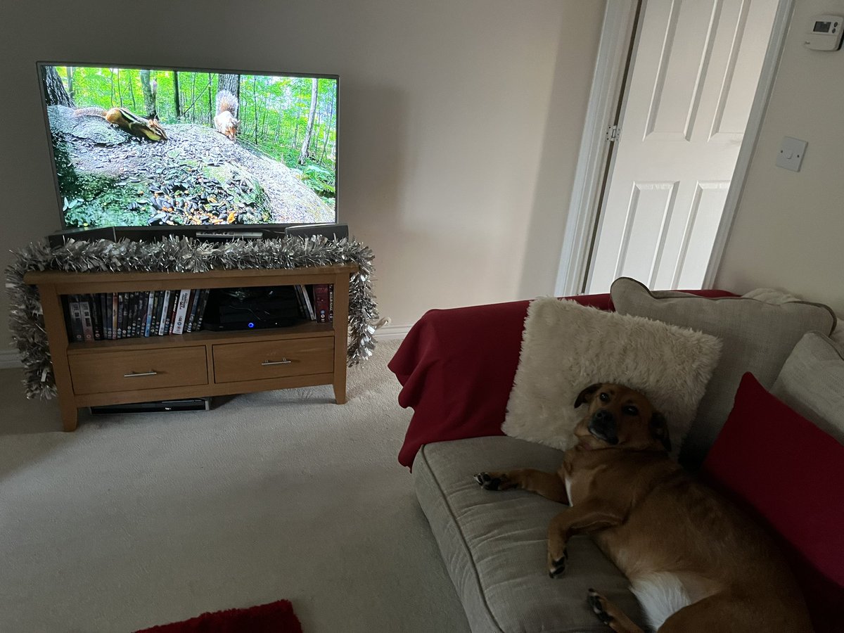 I’m not saying the dog’s spoilt but here she sits, like she’s on a chaise longue, while I go off to earn a living.